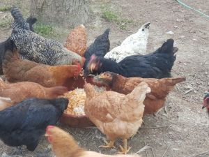 Bu okul çok organik