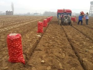 Adana’da dondu, Ödemişli üretici patatese yöneldi