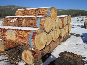 Kütahya’da 2 milyon 96 bin TL orman emvali satışı