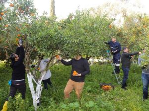 Belediyenin mandalinaları kurutulmuş olarak geri gelecek