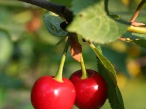 Kiraz için sigorta zamanı