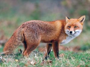 Muğla’da kuduzla mücadele başlıyor