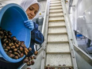 Günlük 1 ton 200 kilogram üretim gerçekleştiriliyor