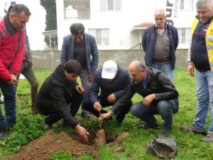 Aydınlı çiftçilere 2 bin 700 incir fidanı