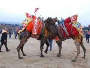 Salihli 6. Deve Güreşi Festivaline hazır