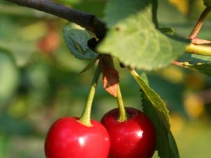 Kiraz üreticisine sigorta uyarısı