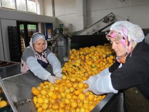 Katkısız Bodrum mandalina suyu dünyaya açılıyor