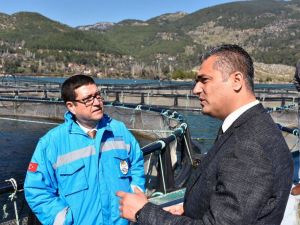 Muğla’nın alabalık üretimi 21 bin tona çıktı