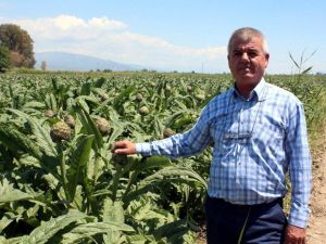 Karaciğer dostu enginarı don vurdu