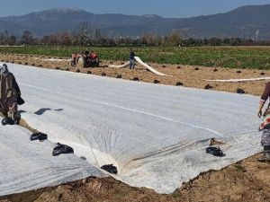 Patates üreticisi don tehlikesine karşı ürünlerini elyaf örtüyle kapladı