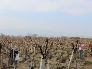 Manisa’da bağlarda Ölükol hastalığına karşı mücadele seferberliği