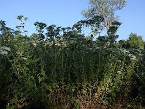 Denizli’de üretilen kekik 85 ülkeye ihracat ediliyor