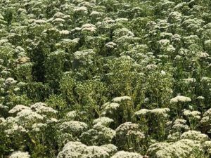 Türkiye 108 ülkeye kekik ihraç etti