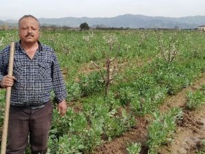 Taze baklanın hasadı gecikti, nisan ayında sofralarda