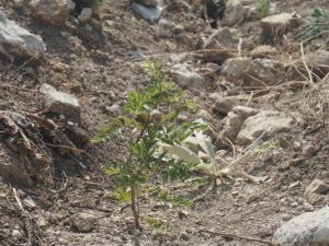 Demirci hünnapta marka olacak