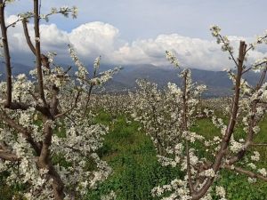 Ödemiş ovası erik beyazı ile kaplandı