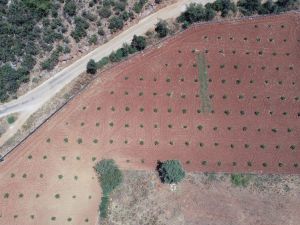 Sakız fidanı üretimine başlandı
