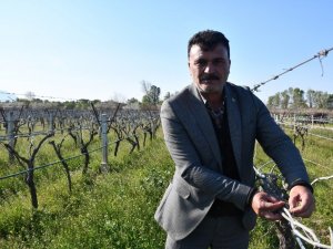 Üzüm üreticisini don vurdu