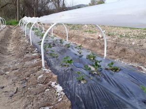 ’’Bitki zararları ile mücadele’’ kursiyerleri belgelerini adreslerinde aldı