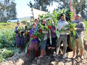 Korona virüse karşı enginar hasadı erken başladı