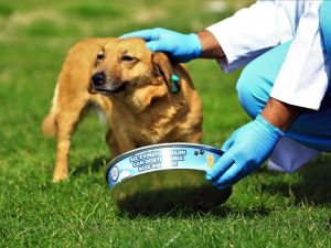 Büyükşehir’den can dostlara mama ve su takviyesi