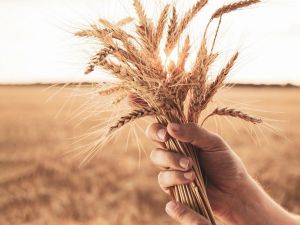 TARSİM’den ’buğday sigortası için geç kalmayın’ çağrısı