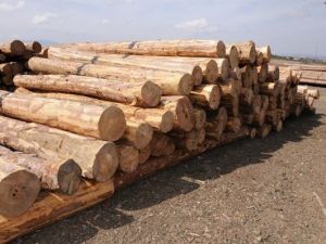 Kütahya Orman Bölge Müdürlüğünde E - Satış uygulaması