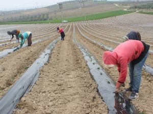 Karpuzun yolculuğu Salihli Ovası’nda başladı
