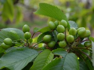 Kuzey yarım kürenin ilk kirazı hasat için gün sayıyor