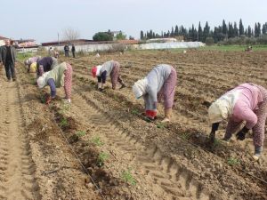 Salihli Ovası’nda “Kırmızı Altında” dikim zamanı