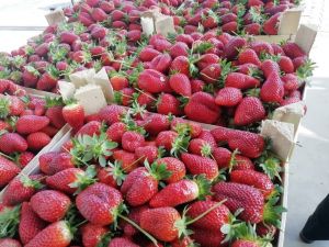 Aydın’da çilek üreticilerinin sorunları çözülecek