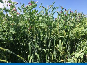 Erkenci yem bezelyesi ‘Arda’ çiftçinin yüzünü güldürüyor