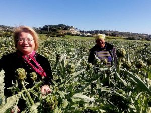 Çeşme’nin sakız enginarını tarladan tüketiciye ulaştırıyorlar