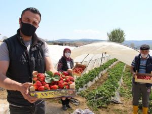 Sokağa çıkma yasağında erken çilek hasadı