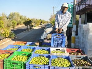 Manisa’da zeytin ve zeytinyağı ihracatı yüzleri güldürdü