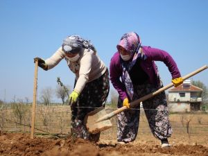 Alternatif tarım ürünlerine kadın eli değiyor