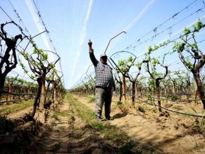Manisa’da üzüm bağlarında doluya karşı önlem