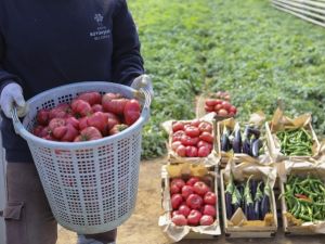 Ata tohumları ürünlerini verdi