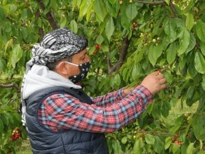 Kuzey yarımkürenin ilk kirazı pazara düştü, 400 liradan alıcı buldu