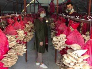 Devlet desteği ile mantar üretimine başladılar