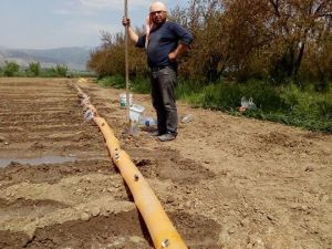 Domates fidanları toprakla buluşuyor