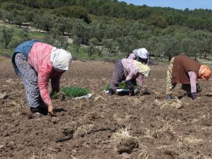 Domates fideleri toprakla buluştu, üreticiler sezondan umutlu