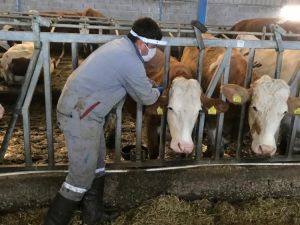 Simav’da hayvan sağlığı çalışmaları