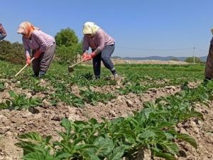 Sokağa çıkma kısıtlamasından etkilenmeyen çiftçiler tarlalarda
