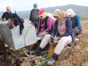 Zahmeti çok, ekimi zor tütünde dikim zamanı