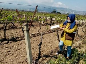 Bağlarda hastalık taraması yapılıyor