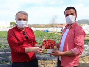 Volkanik arazide üretilen çilek marka olma yolunda