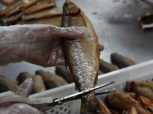 Alabalıkta dev kampanya