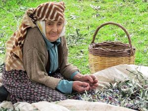 Zeytin ve zeytinyağı sektörü milli gelire sağladığı katkıyı arttırmaya devam ediyor