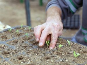 Menteşe’de yerel tohumlar toprakla buluştu